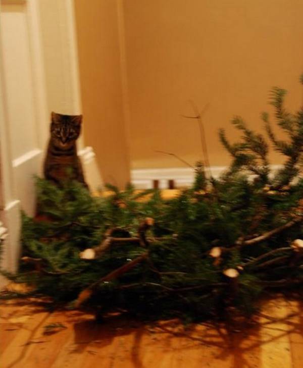 http://theverybesttop10.com/animals-who-think-its-time-to-take-down-the-christmas-tree/