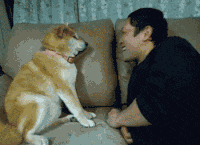 animaux-respect-humain-gif (6)