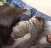 animaux-respect-humain-gif (9)