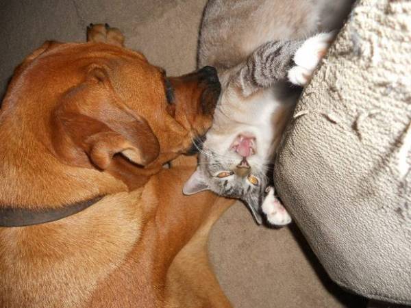 http://www.kittyarmy.com/cat-and-dog-love-hate-relationship-of-safi-and-monty/