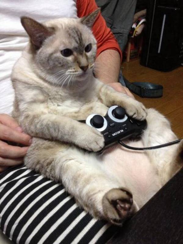 http://kotaku.com/cats-are-very-serious-about-video-games-1601040525