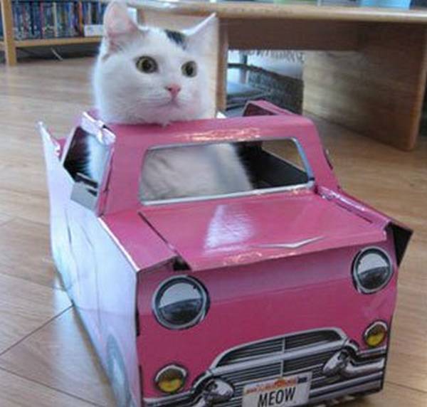http://www.awesomeinventions.com/shop/car-play-box-for-cats/