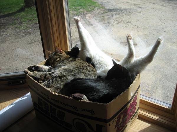 http://cuteanimals.me/p/4a8j/this-is-where-i-keep-my-spare-cats