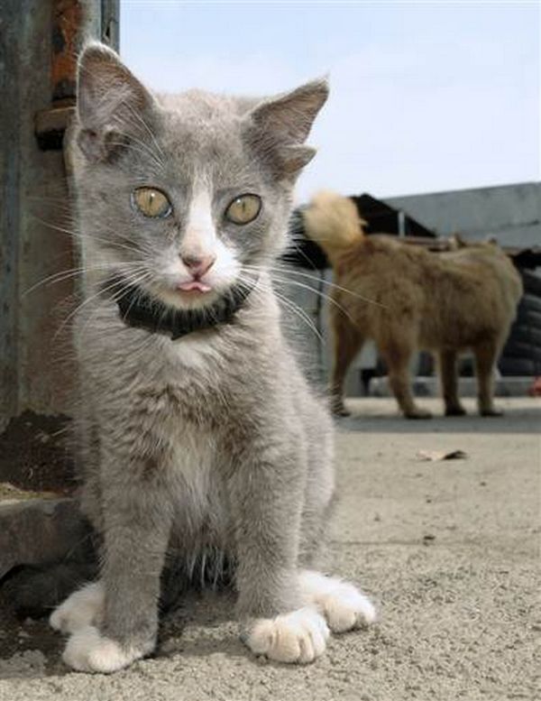 http://www.today.com/id/38674848/ns/today-today_pets/t/hes-all-ears-meet-luntik-four-eared-cat/