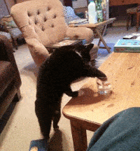 chat-tout-appartient-gif (3)
