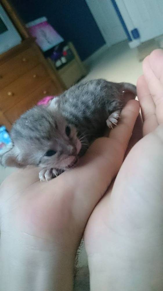 chaton-minuscule-sauve (9)