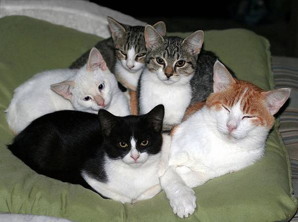 http://lovemeow.com/2012/02/the-babysitter-feral-cat-specter/