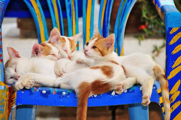 http://fineartamerica.com/featured/cat-family-in-sifnos-island-george-atsametakis.html