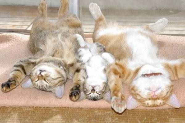 http://www.funnyjunksite.com/pictures/funny-animal-pictures/funny-cat-pictures/family-photo-at-night/