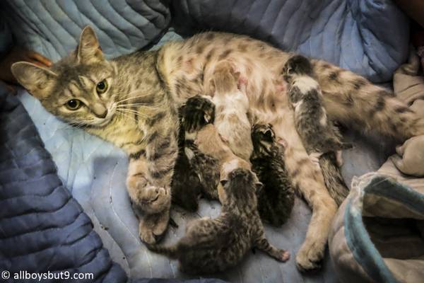 http://www.allboysbut9.com/cat-family-of-12-cats-7-newborn-kittens/#.ViZw61LQmWg