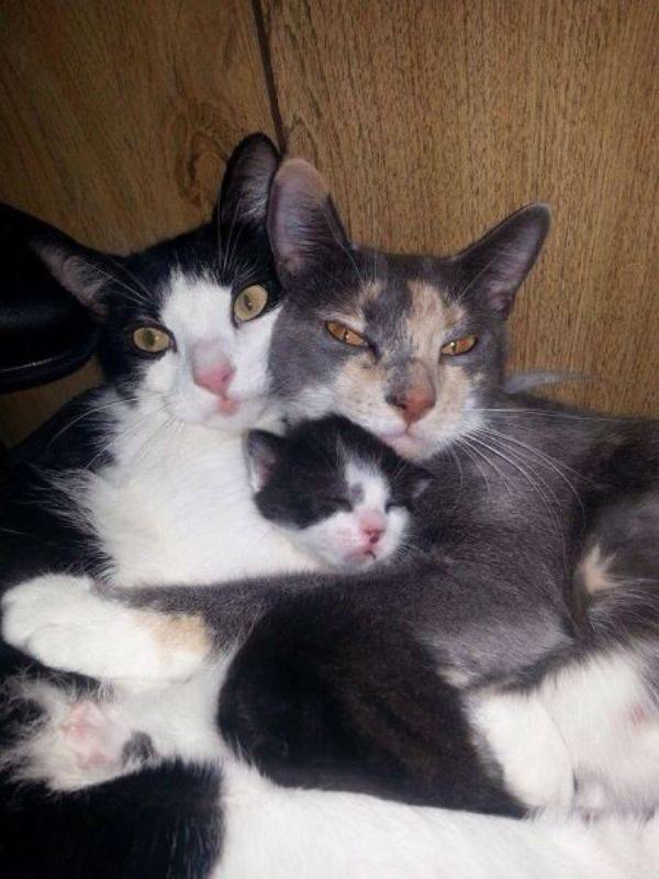 http://picphotos.net/family-of-cats-funny-animal-pictures/