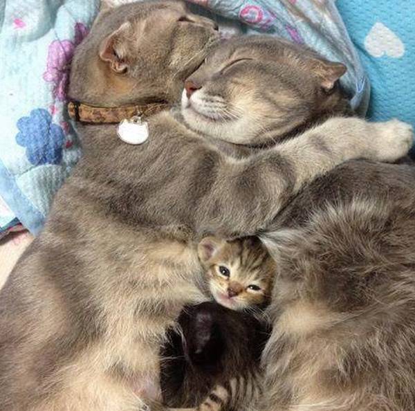 famille-chat
