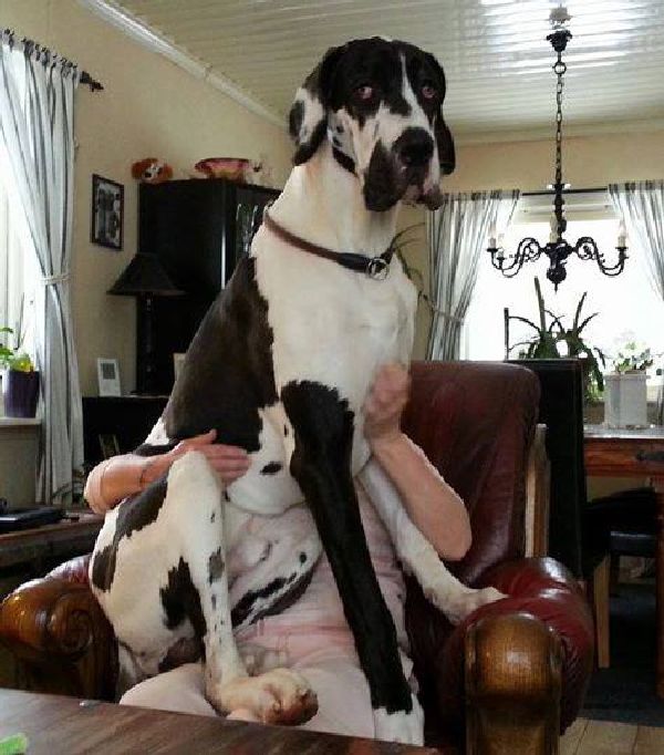 http://www.topdogumentary.com/wp-content/uploads/2015/08/huge-great-dane-sits-on-human.jpg