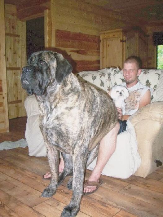 http://www.ngreme.com/images/2014/12/17-giant-dogs-that-think-they-are-lap-dogs_1.gif