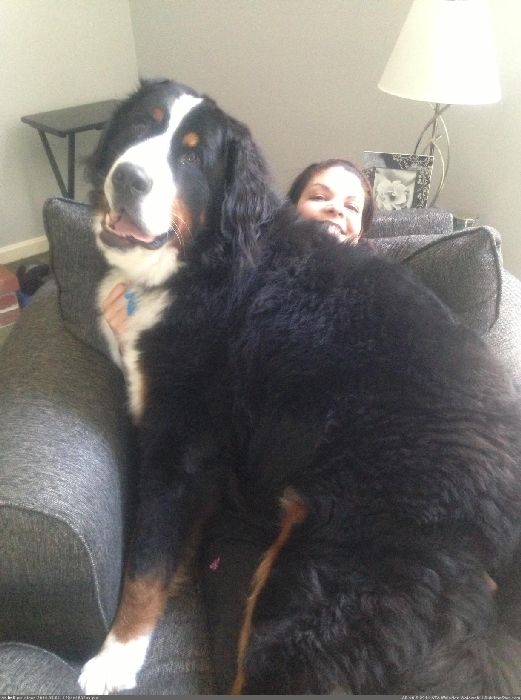 http://p.im9.eu/aww-this-ones-for-the-big-dog-lovers-this-is-lincoln-and-he-s-bigger-than-my-wife.jpg