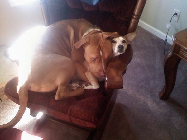 http://cdn1-www.dogtime.com/assets/uploads/gallery/25-big-dogs-who-think-theyre-lap-dogs-gallery/big-lap-dog-21_1.jpg