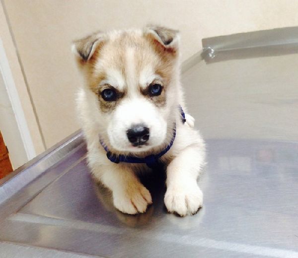 http://www.awesomelycute.com/gallery/2015/08/cute-grumpy-puppies-17.jpg