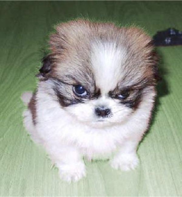 http://cdn3-www.dogtime.com/assets/uploads/gallery/grumpy-puppies/grumpy-puppy-1.jpg