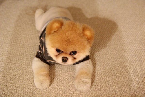 http://cdn1-www.dogtime.com/assets/uploads/gallery/grumpy-puppies/grumpy-puppy-5.jpg