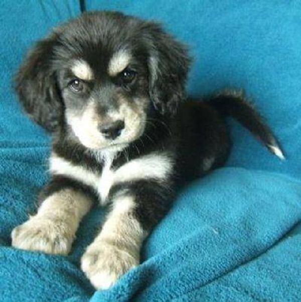 http://cdn3-www.dogtime.com/assets/uploads/gallery/grumpy-puppies/grumpy-puppy-7.jpg