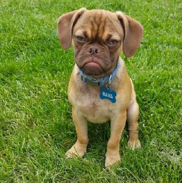 http://cdn3-www.dogtime.com/assets/uploads/gallery/grumpy-puppies/grumpy-puppy-8.jpg