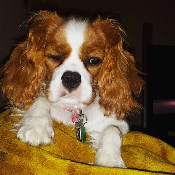 http://cdn1-www.dogtime.com/assets/uploads/gallery/grumpy-puppies/grumpy-puppy-15.jpg