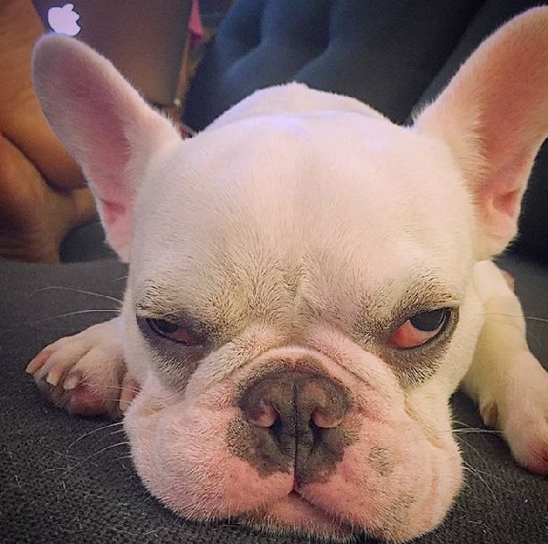 http://cdn1-www.dogtime.com/assets/uploads/gallery/grumpy-puppies/grumpy-puppy-16.jpg