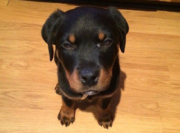 http://cdn1-www.dogtime.com/assets/uploads/gallery/grumpy-puppies/grumpy-puppy-24.jpg
