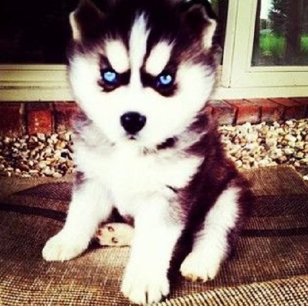 http://cdn1-www.dogtime.com/assets/uploads/gallery/grumpy-puppies/grumpy-puppy-25.jpg