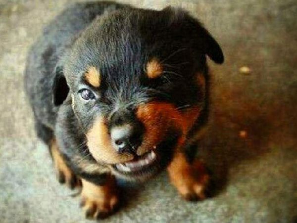 http://cdn3-www.dogtime.com/assets/uploads/gallery/grumpy-puppies/grumpy-puppy-27.jpg