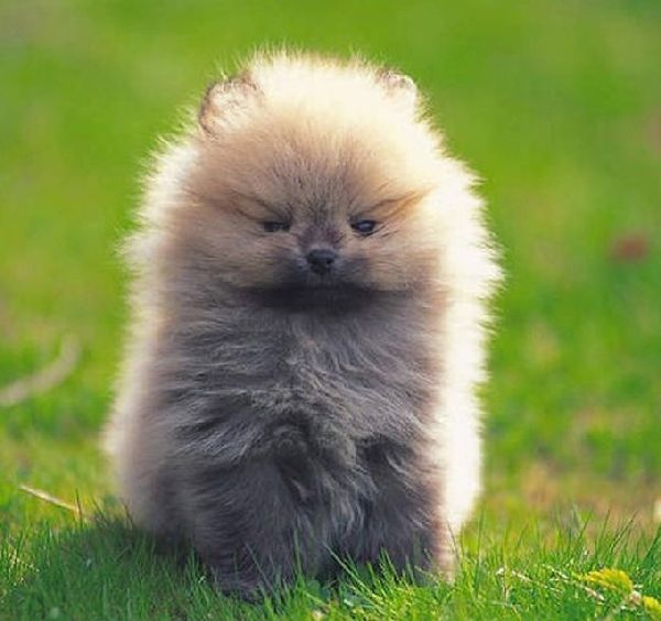 http://cdn3-www.dogtime.com/assets/uploads/gallery/grumpy-puppies/grumpy-puppy-32.jpg