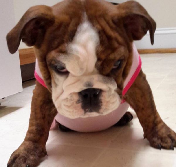 http://cdn2-www.dogtime.com/assets/uploads/gallery/grumpy-puppies/grumpy-puppy-33.jpg