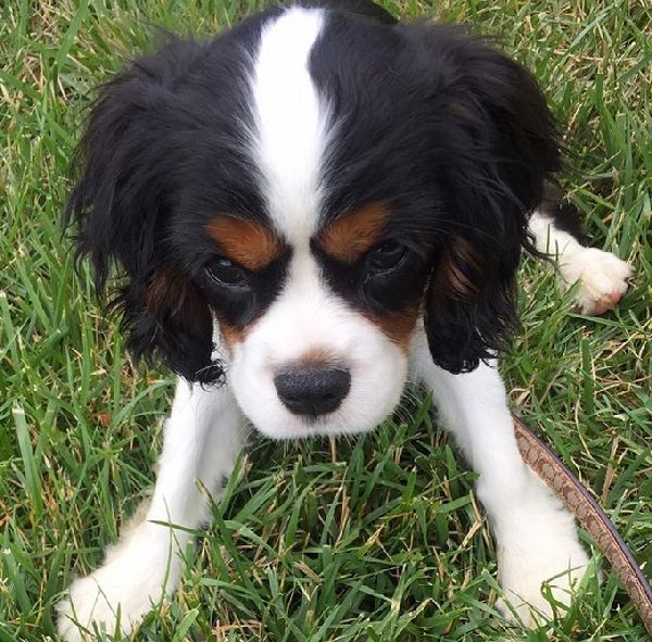 http://cdn1-www.dogtime.com/assets/uploads/gallery/grumpy-puppies/grumpy-puppy-36.jpg