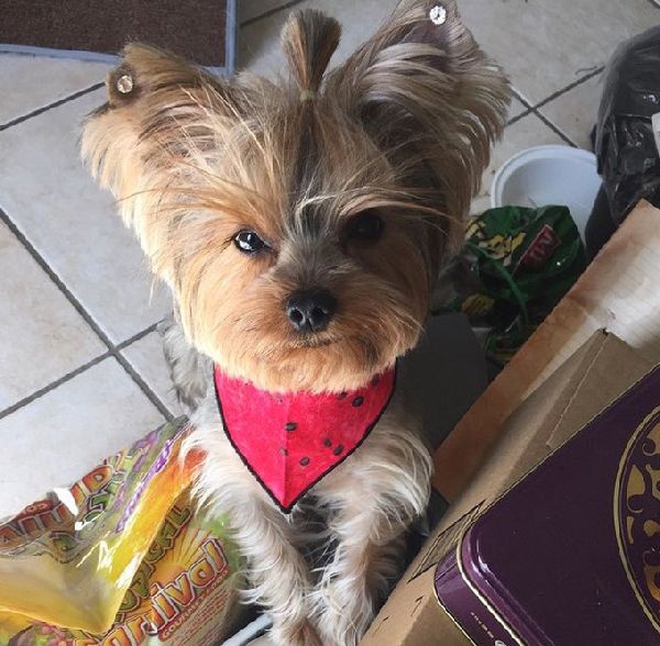 http://cdn3-www.dogtime.com/assets/uploads/gallery/grumpy-puppies/grumpy-puppy-37.jpg