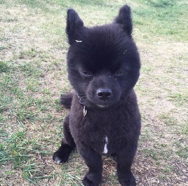 http://cdn1-www.dogtime.com/assets/uploads/gallery/grumpy-puppies/grumpy-puppy-38.jpg