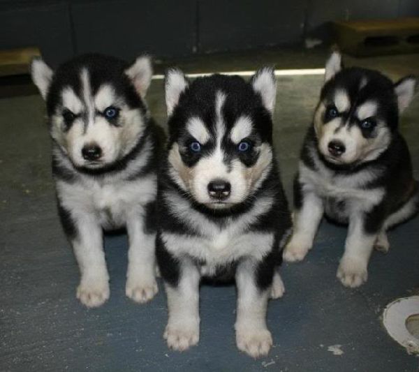 http://i222.photobucket.com/albums/dd4/goldiefur/BLAZE/599949_456032481083295_1142520565_n.jpg