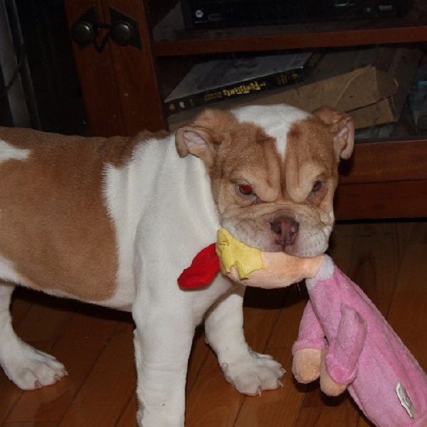 http://www.awesomelycute.com/gallery/2015/08/cute-grumpy-puppies-1.jpg