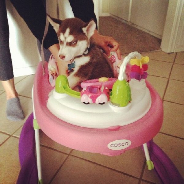 http://www.awesomelycute.com/gallery/2015/08/cute-grumpy-puppies-2.jpg