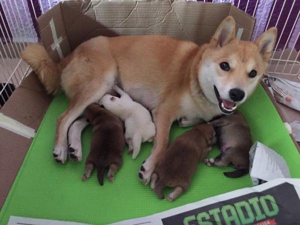 http://www.boredpanda.com/proud-dog-mothers