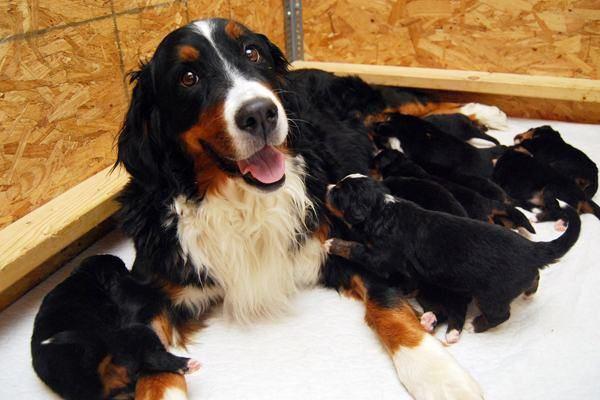 http://mbtimetraveler.com/2014/10/20/cute-dog-pics-for-your-monday-blues-2/proud-animal-parents-18/