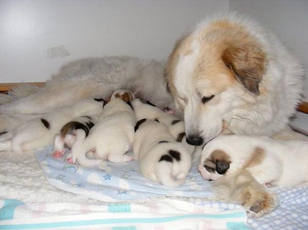 http://www.boredpanda.com/proud-dog-mothers/