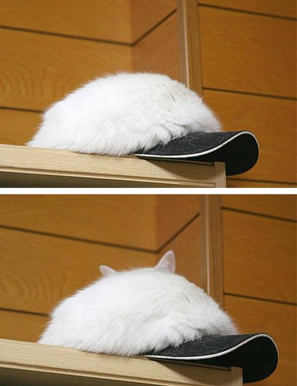 http://www.letslivelovelaugh.com/these-ninja-cats-will-beat-you-at-hide-and-seek/