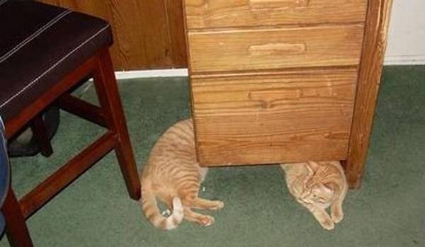 http://www.moillusions.com/sausage-cat-illusion/