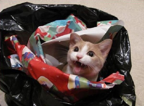 http://i0.wp.com/theverybesttop10.com/wp-content/uploads/2014/12/Top-10-Cats-Playing-With-Wrapping-Paper-10.jpg?resize=510%2C374