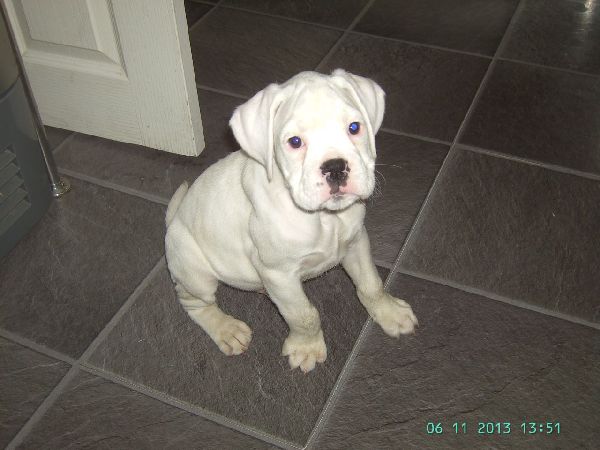 http://www.pets4homes.co.uk/images/classifieds/2013/06/02/321397/large/whit-boxer-puppy-for-sale-51b74b3010703.JPG