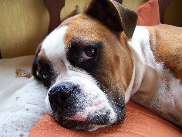 http://www.zastavki.com/pictures/originals/2013/Animals___Dogs_Beautiful_boxer_is_going_to_sleep_050466_.jpg