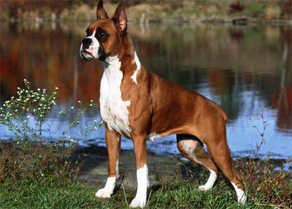 http://www.thecountriesof.com/wp-content/uploads/2014/03/boxer-dogs.jpg