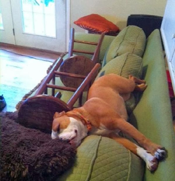 http://1.bp.blogspot.com/-gHVFsLyXjbk/UnL2Jg4AxyI/AAAAAAAAC88/bp669dXENDI/s1600/dog-on-couch.jpg