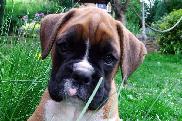 http://www.siacybox.co.uk/images/pups/razor%20the%20boxer%20pup.JPG