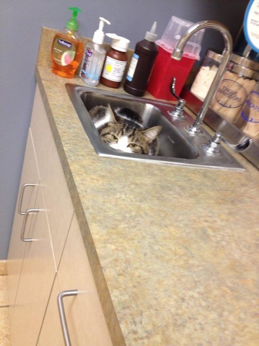 http://piximus.net/media/38562/cats-try-their-best-to-hide-from-the-vet-10.jpg